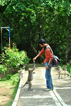 pengunjung goa kreo memberi makan monyet