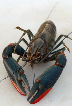 Exotic red claw lobster